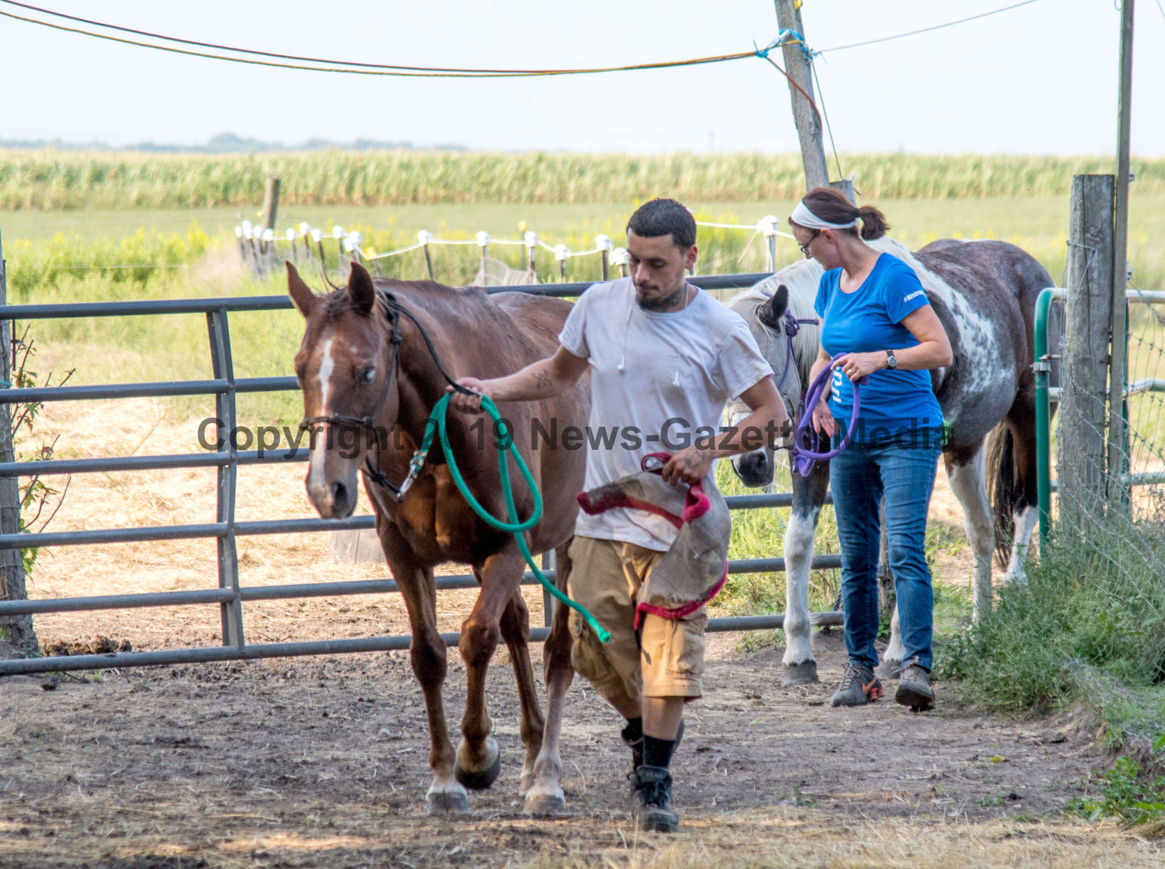 horses